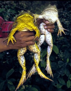 Figure 1: Adult male (left) and female (right)  American bullfrogs. 
