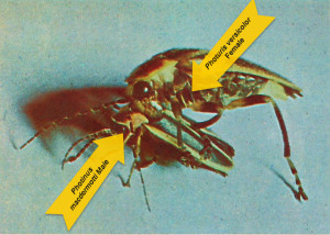 Figure 3: After she has mated, the Photuris female preys on males of other species by imitating the flash response of a female Photinus. Here a mated female, aptly termed a femme fatale, devours a male Photinus macdermotti. [1]