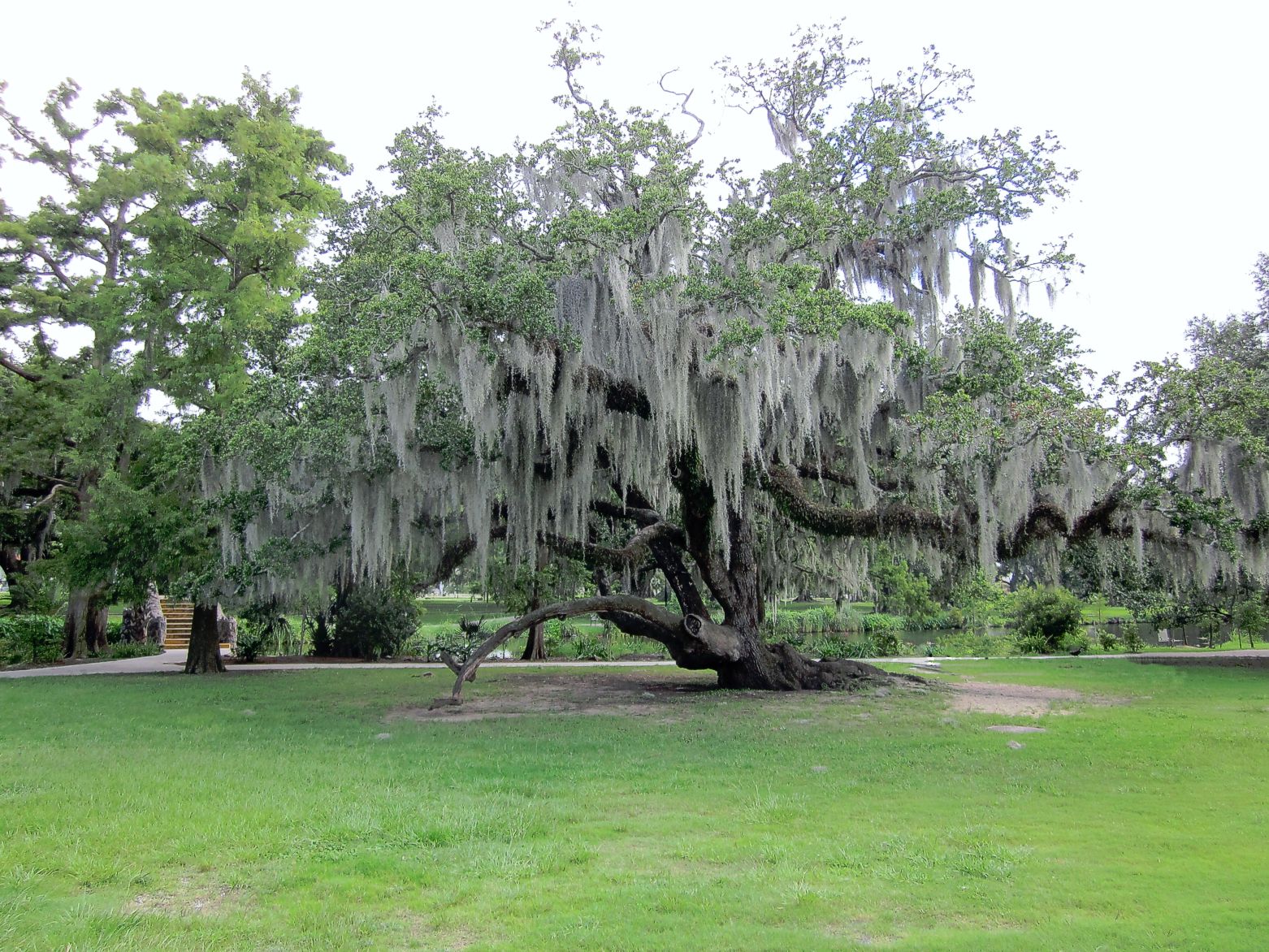 spanish moss download free